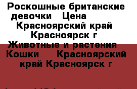 Роскошные британские девочки › Цена ­ 2 500 - Красноярский край, Красноярск г. Животные и растения » Кошки   . Красноярский край,Красноярск г.